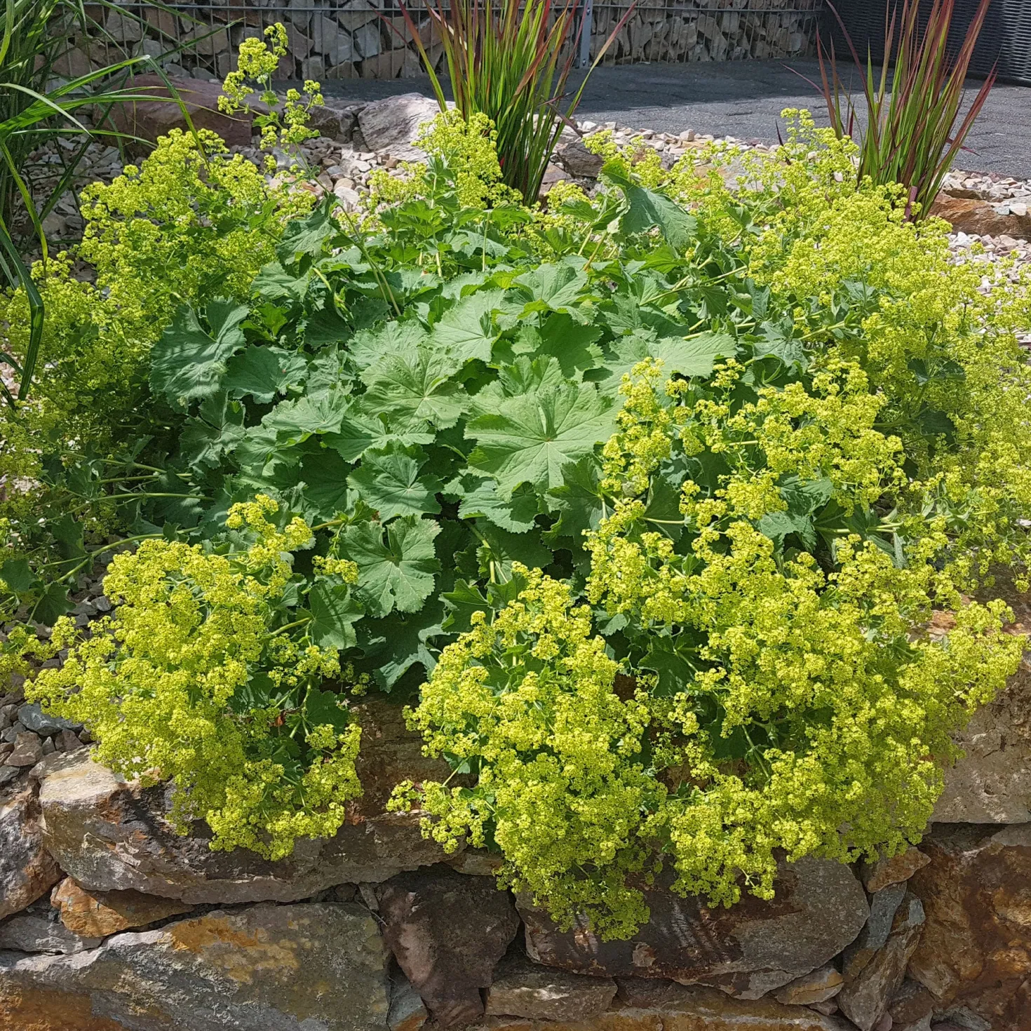 Stauden-Kollektion mit gelber Blüte (x11) - Bringen Sie Ihre Beete zum Strahlen
