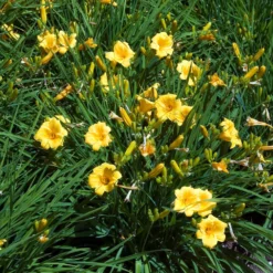 Stauden-Kollektion mit gelber Blüte (x11) - Bringen Sie Ihre Beete zum Strahlen