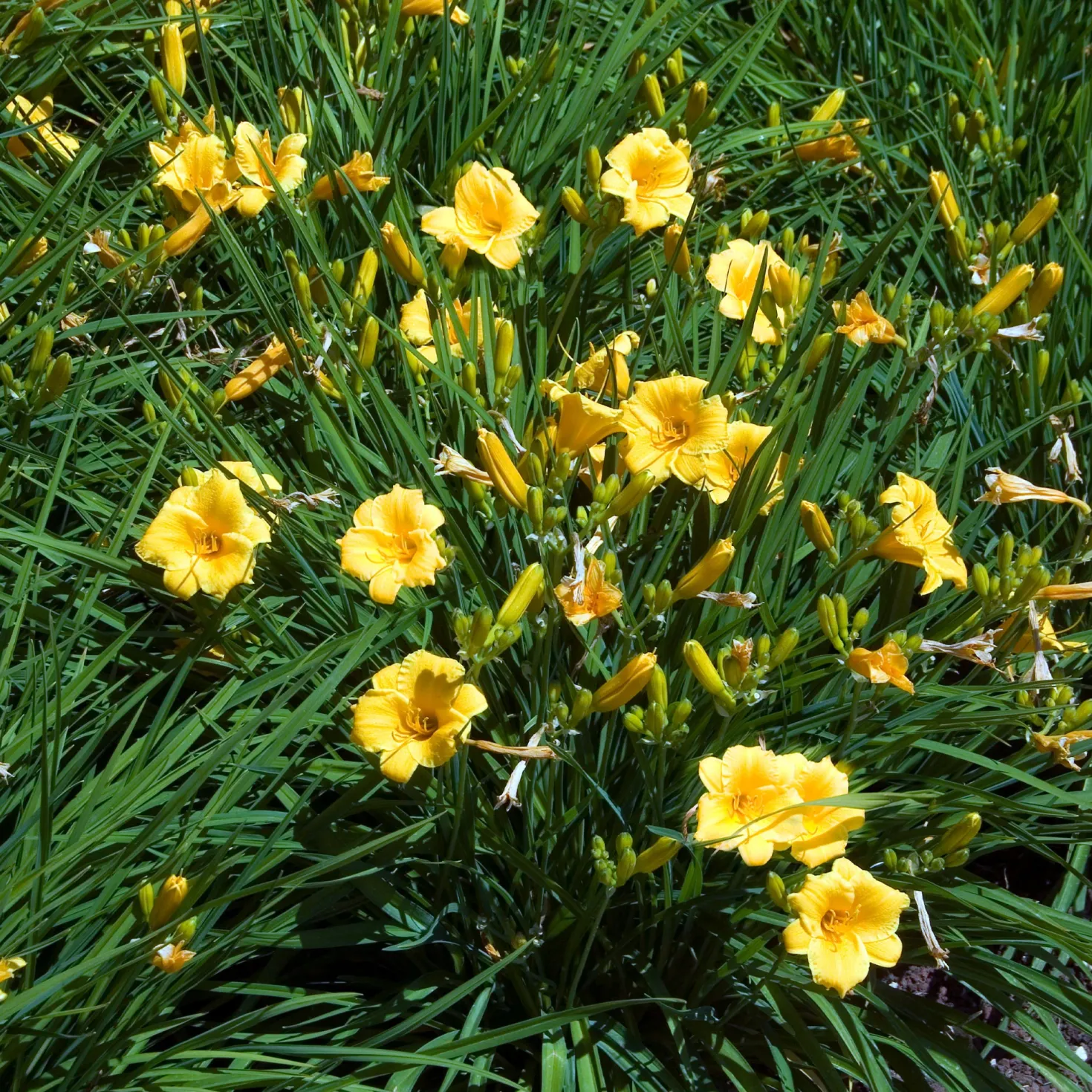 Stauden-Kollektion mit gelber Blüte (x11) - Bringen Sie Ihre Beete zum Strahlen