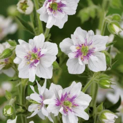 Stauden-Kollektion mit weißen Blüten (x9) - Leuchtend und elegant