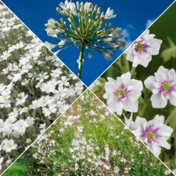 Stauden-Kollektion mit weißen Blüten (x9) - Leuchtend und elegant