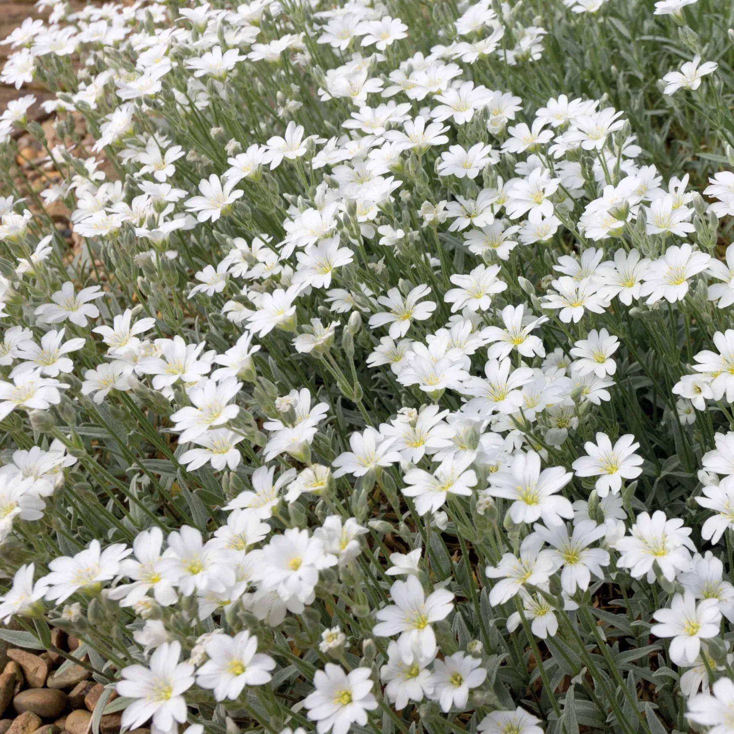 Stauden-Kollektion mit weißen Blüten (x9) - Leuchtend und elegant