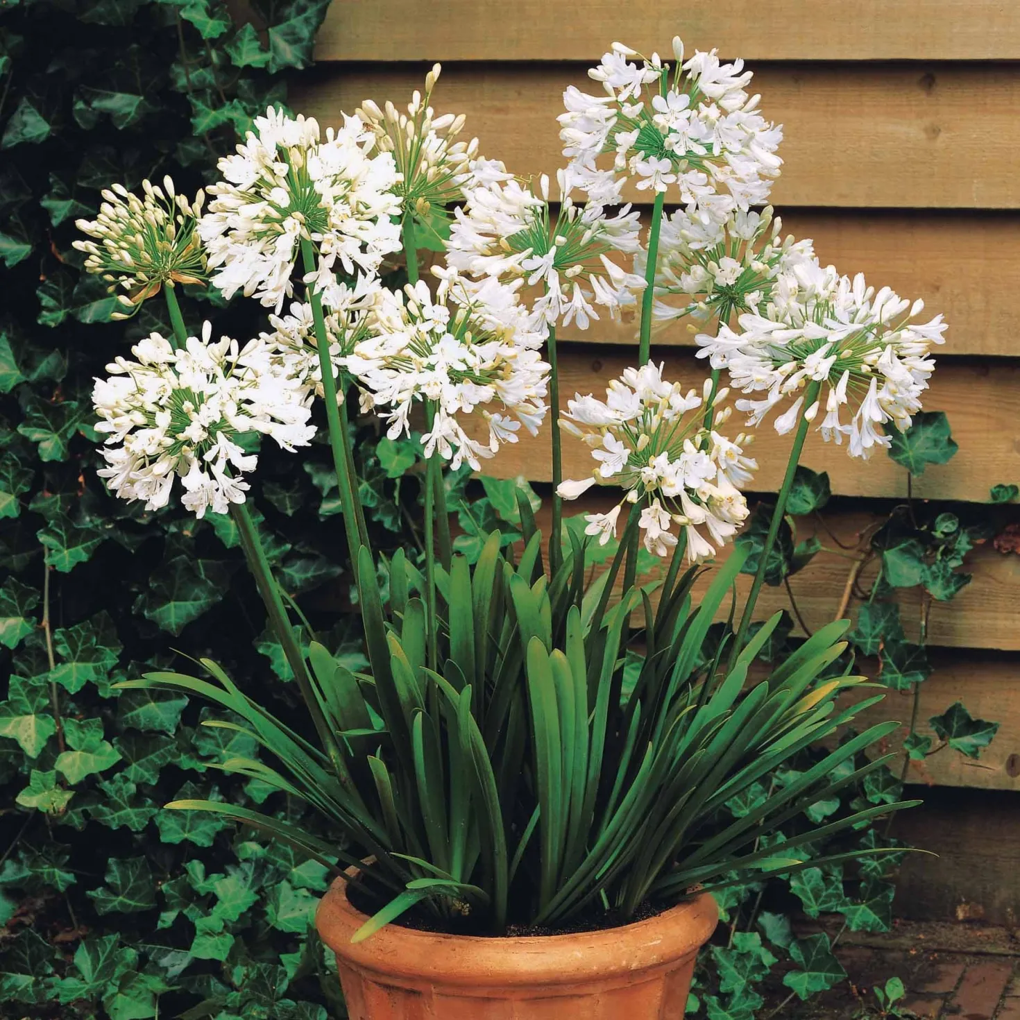 Stauden-Kollektion mit weißen Blüten (x9) - Leuchtend und elegant