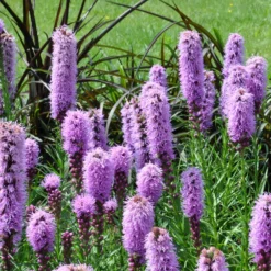 Stauden-Kollektion (x15) - Fertiges Blütenbeet in Farbe
