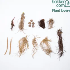 Stauden-Kollektion (x15) - Fertiges Blütenbeet in Farbe
