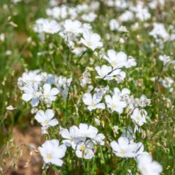 Stauden-Lein Diamant - Weiße Blüten im Sommer