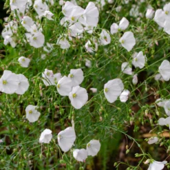 Stauden-Lein Diamant - Weiße Blüten im Sommer
