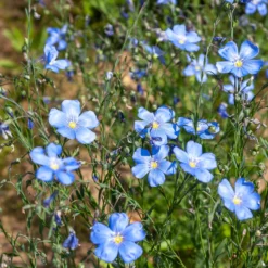 Staudenlein ‘Saphir’ - Blaue Blüten den ganzen Sommer