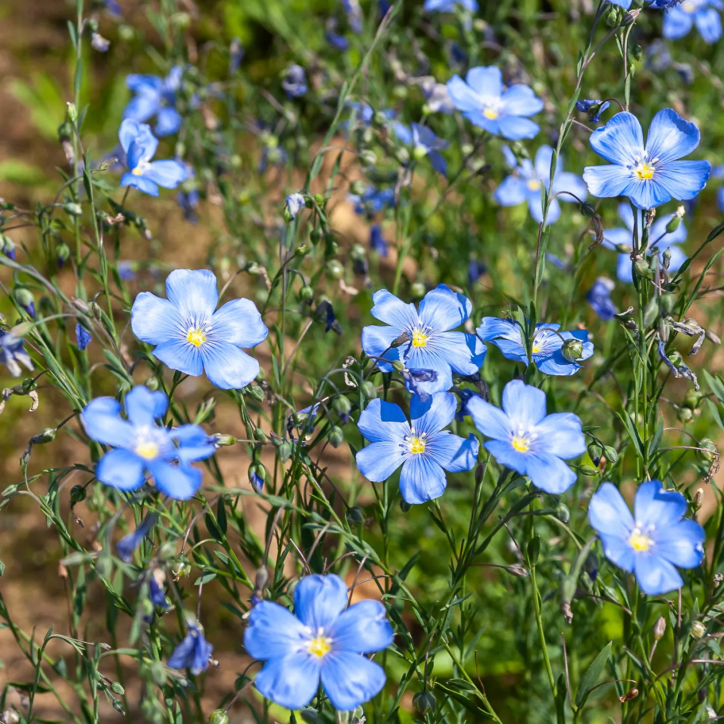 Staudenlein ‘Saphir’ - Blaue Blüten den ganzen Sommer