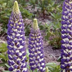 Staudenlupine Russell Hybrids The Governer - Blaue Blütenkerzen im Beet