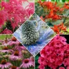 Stauden Mischung 'Bees and Butterflies' (x14) - Ein Beet voller Leben