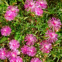 Stauden Mittagsblume - Blütenteppich in Pink