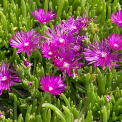 Stauden Mittagsblume - Blütenteppich in Pink