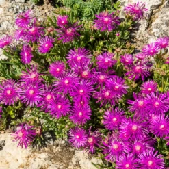 Stauden Mittagsblume - Blütenteppich in Pink