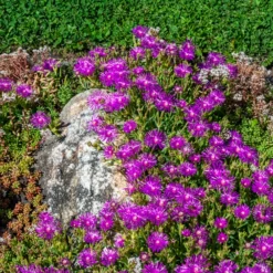 Stauden Mittagsblume - Blütenteppich in Pink