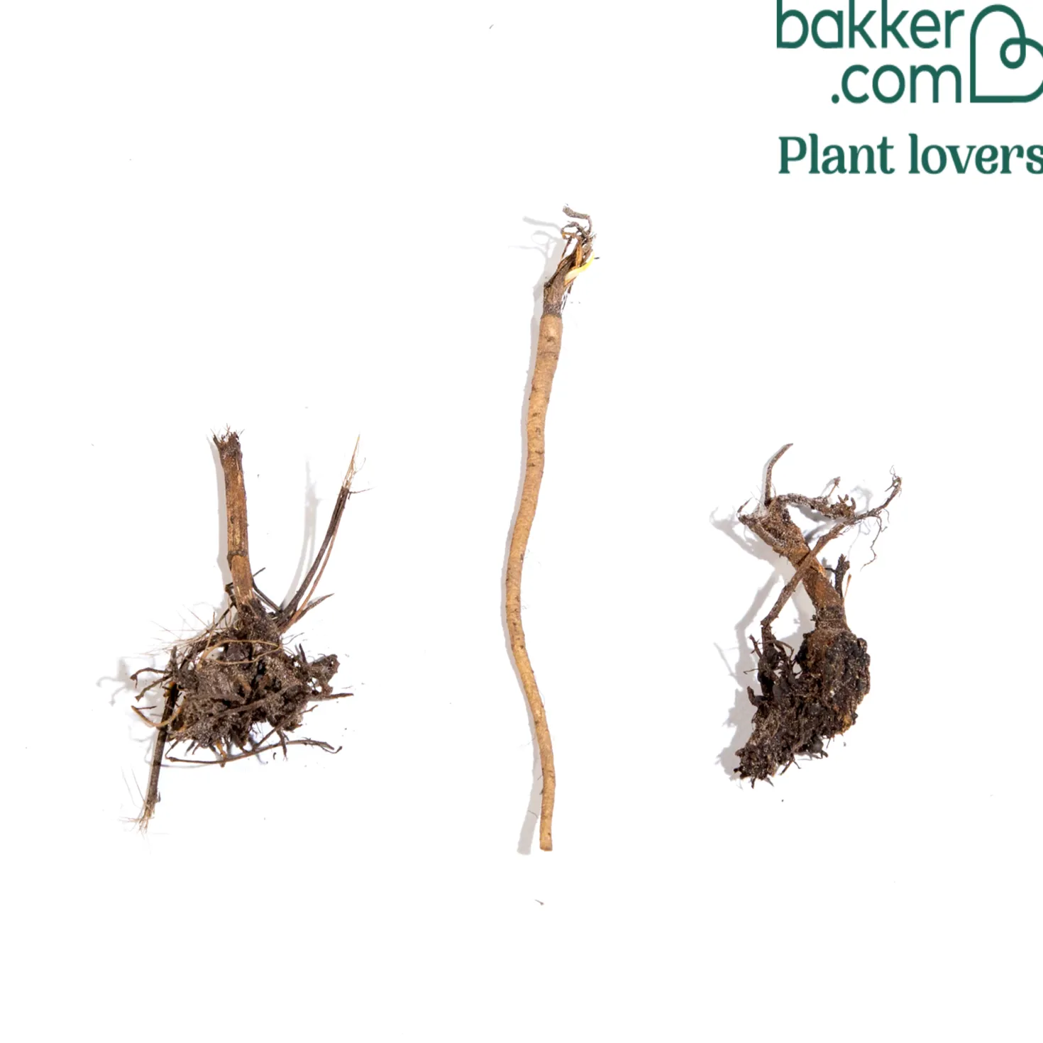 Stauden (2 Sonnenhüte + 1 Distel) (x3) - Sonniges Beet im Handumdrehen