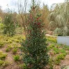 Stechpalme Alaska - Rote Beeren den ganzen Winter