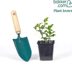 Stechpalme Alaska - Rote Beeren den ganzen Winter