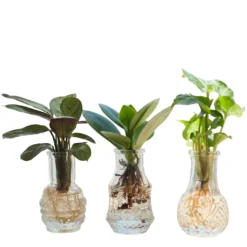 Stecklingsmix 'Berlin' im 3 Gläser - Hydroponik (x3) - Grüner Charme in jedem Glas