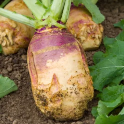 Steckrübe ‘Champion’ - Ernte satt für den Herbst