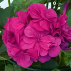 Stehende Geranie 'Dark Lilac' - Seltenes Lila am Balkon