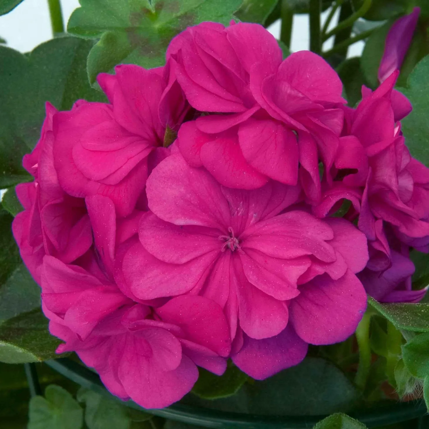 Stehende Geranie 'Dark Lilac' - Seltenes Lila am Balkon