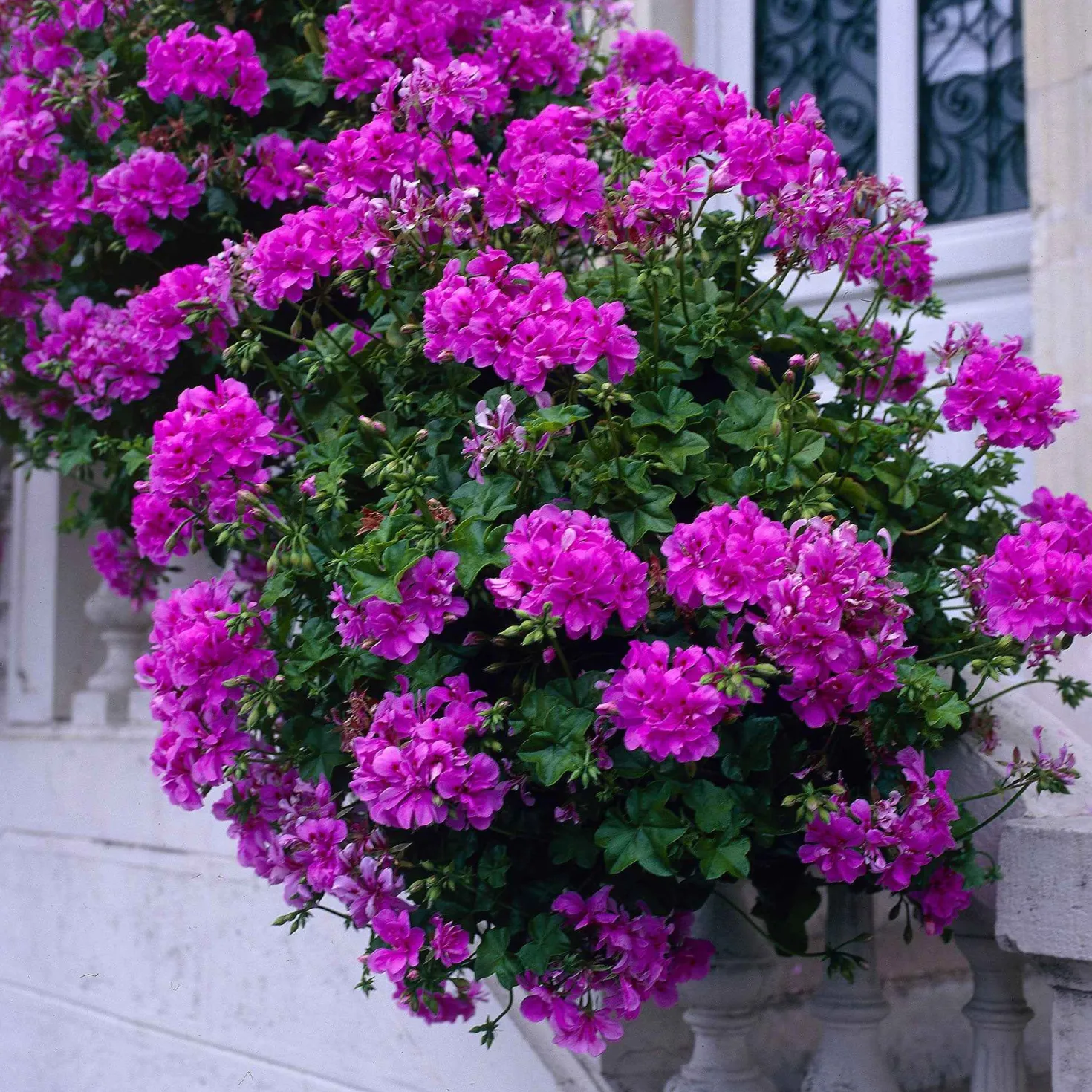 Stehende Geranie 'Dark Lilac' - Seltenes Lila am Balkon