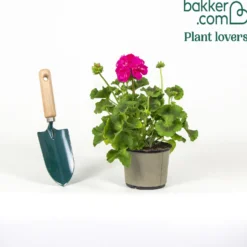 Stehende Geranie rosa - Blüten von Mai bis Oktober