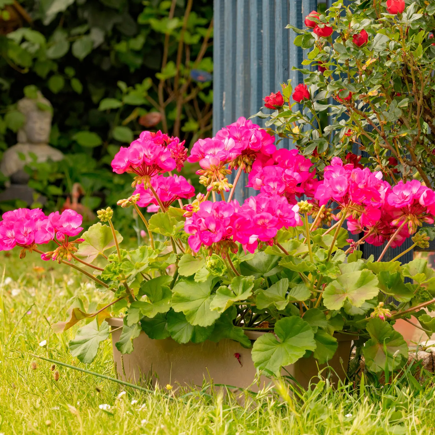 Stehende Geranie rosa - Blüten von Mai bis Oktober
