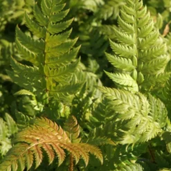 Steifer Schildfarn - Immergrün und pflegeleicht
