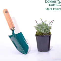 Steinnelke 'Badenia' - Blütenteppich in Fuchsia