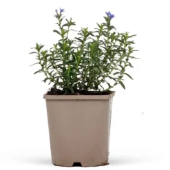 Steinsame 'Heavenly Blue' - Blauer Blütenteppich