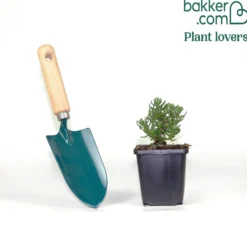 Steinsame 'Heavenly Blue' - Blauer Blütenteppich