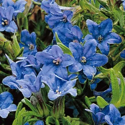Steinsame 'Heavenly Blue' - Blauer Blütenteppich