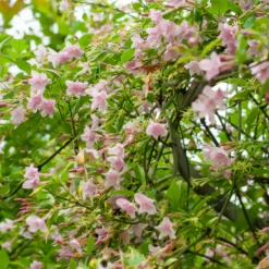 Stephanischer Kletterjasmin - Duftende Blüten im Nu