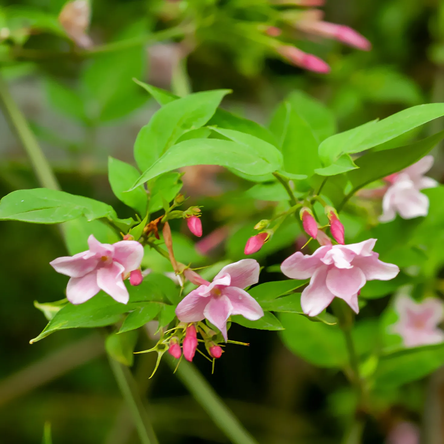 Stephanischer Kletterjasmin - Duftende Blüten im Nu