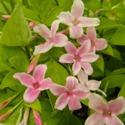 Stephanischer Kletterjasmin - Duftende Blüten im Nu