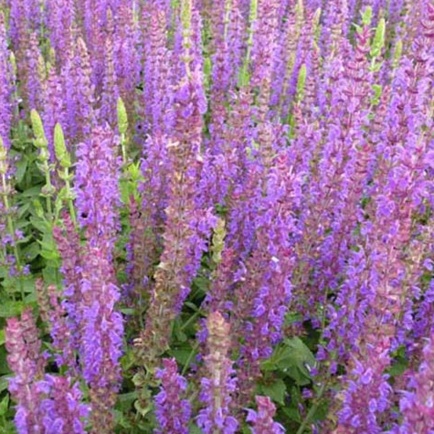 Steppen-Salbei ‘Ostfriesland’ - Wochenlang violette Blüten