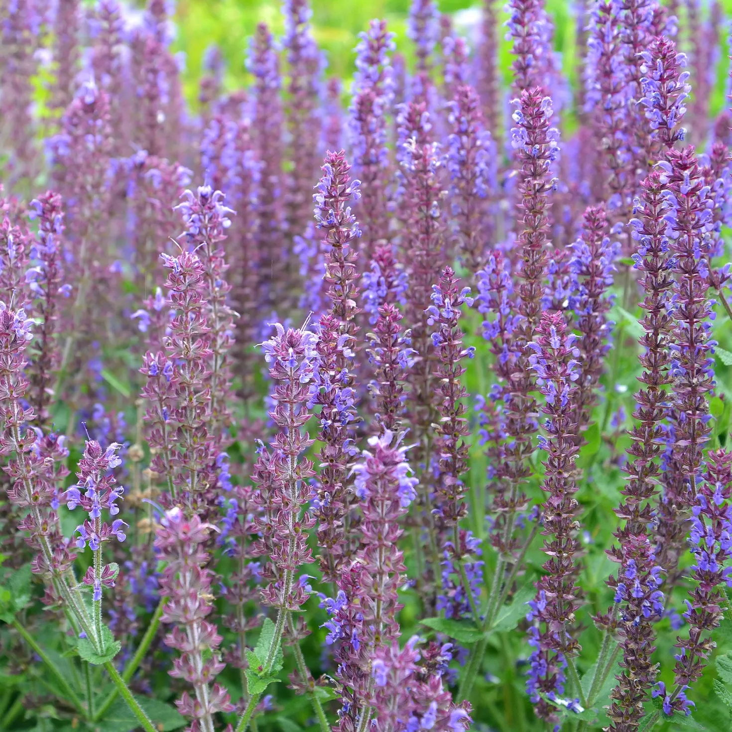 Steppen-Salbei ‘Ostfriesland’ - Wochenlang violette Blüten