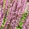 Steppensalbei Rose Marvel - Rosa Blüten den ganzen Sommer