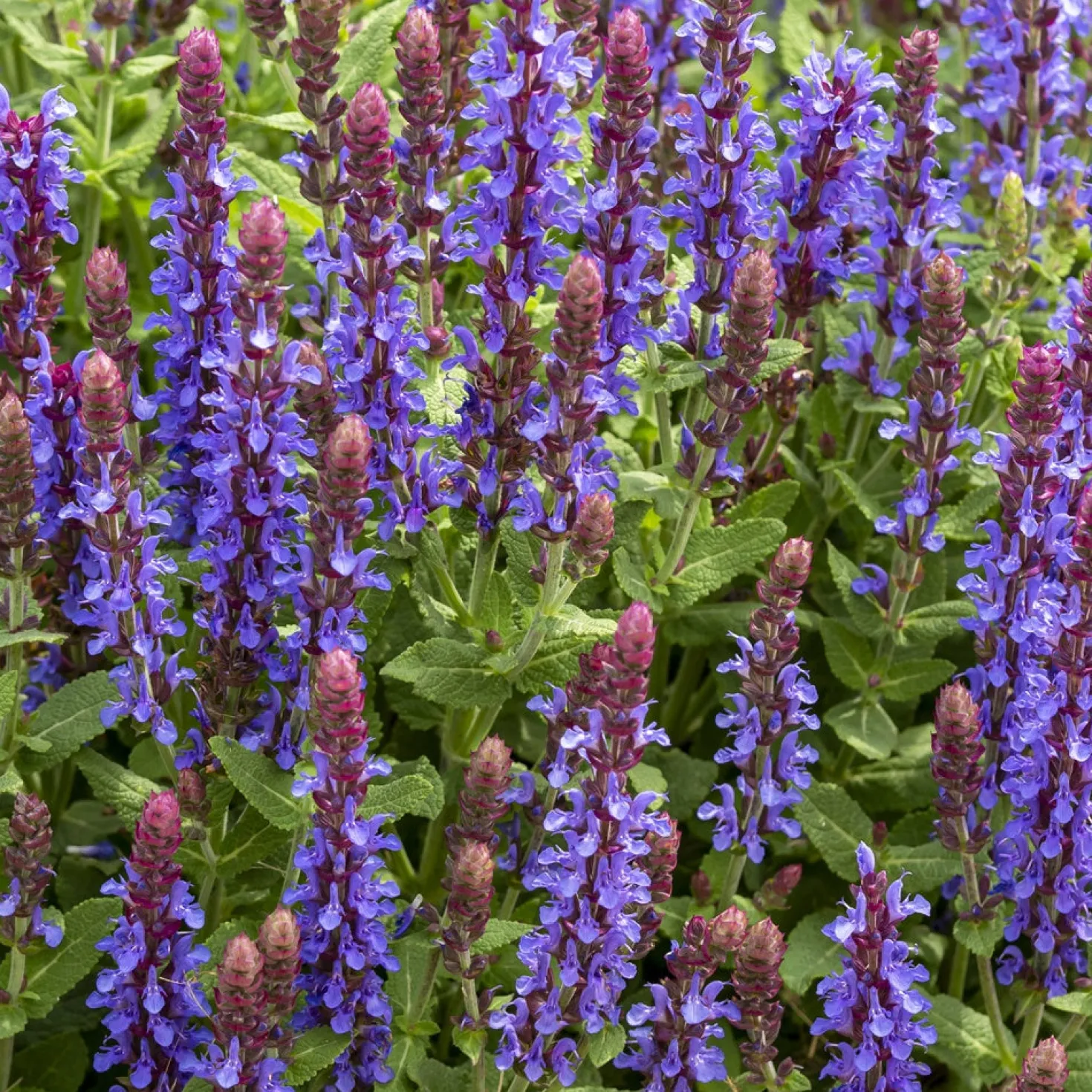 Steppen-Salbei ‘Sensation Deep Blue’ - Blaues Blütenmeer den ganzen Sommer