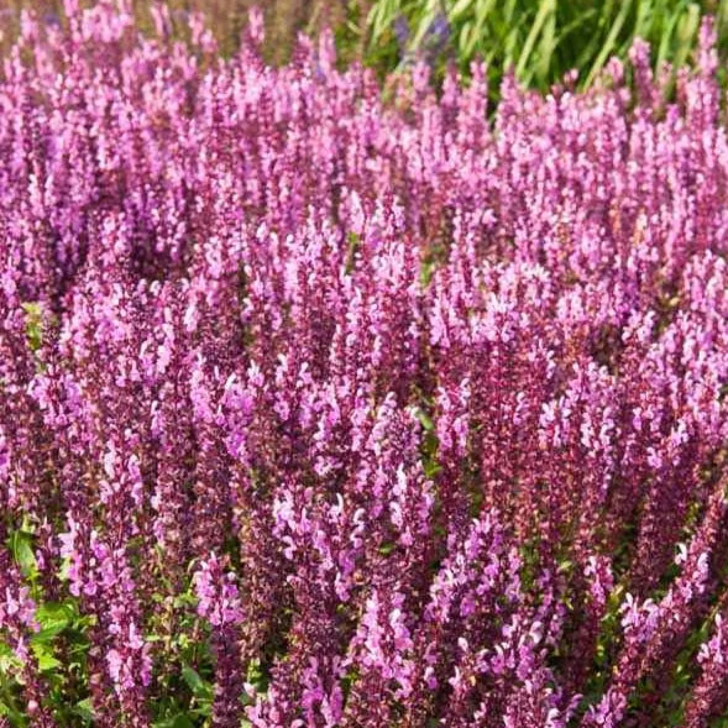 Steppensalbei 'Sensation Pink' - Rosa Blüten den ganzen Sommer