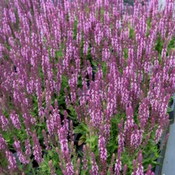 Steppensalbei 'Sensation Pink' - Rosa Blüten den ganzen Sommer