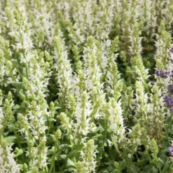 Steppen-Salbei 'Sensation White' - Weiße Blüten den ganzen Sommer