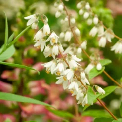Sternchenstrauch - Sternenregen im Garten