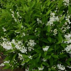 Sternchenstrauch - Sternenregen im Garten