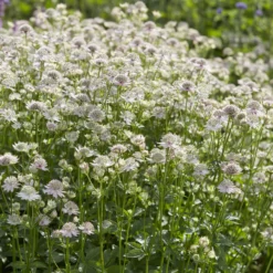 Sterndolde ‘Florence’ - Zarte Blüten, robuste Staude