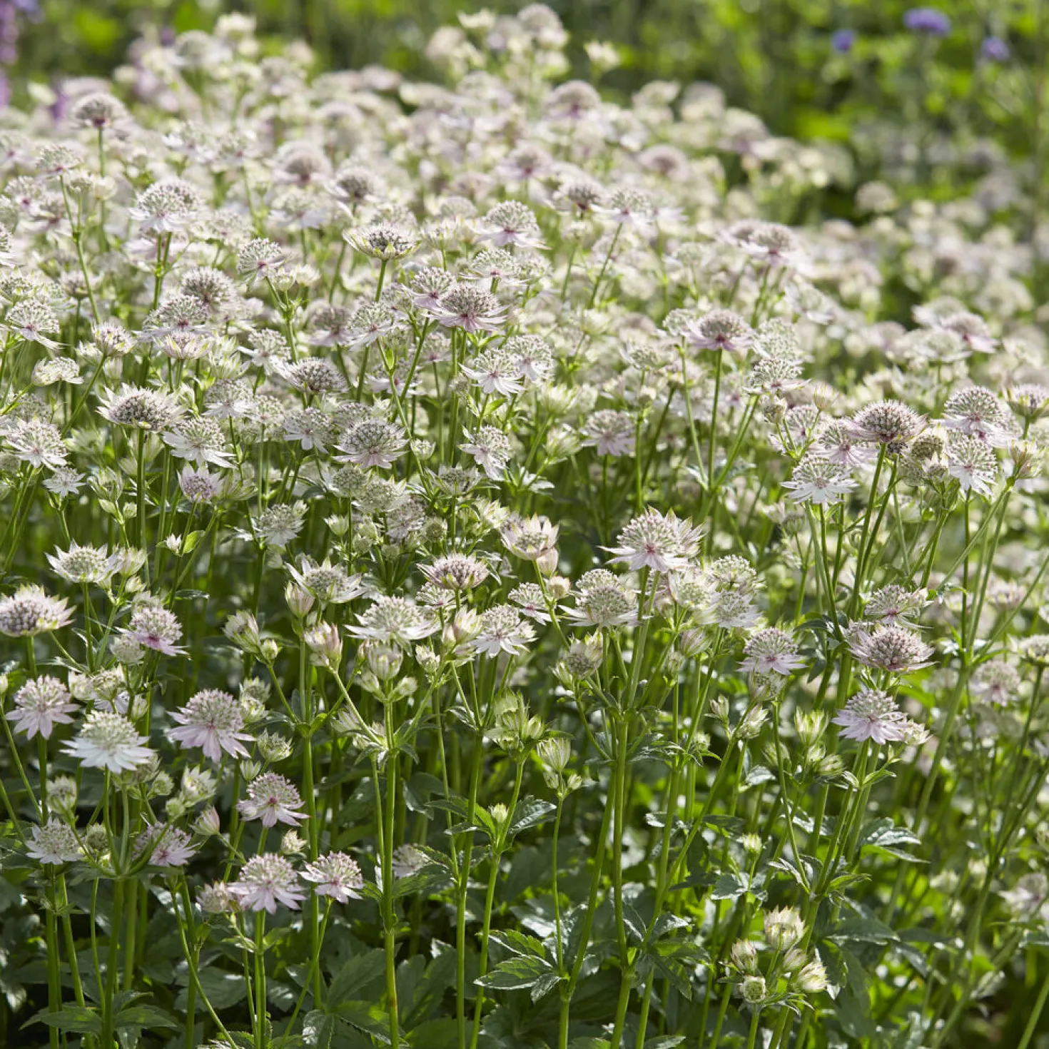 Sterndolde ‘Florence’ - Zarte Blüten, robuste Staude
