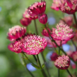 Sterndolde ‘Moulin Rouge’ - Tiefrote Blüten, zart wie Spitze