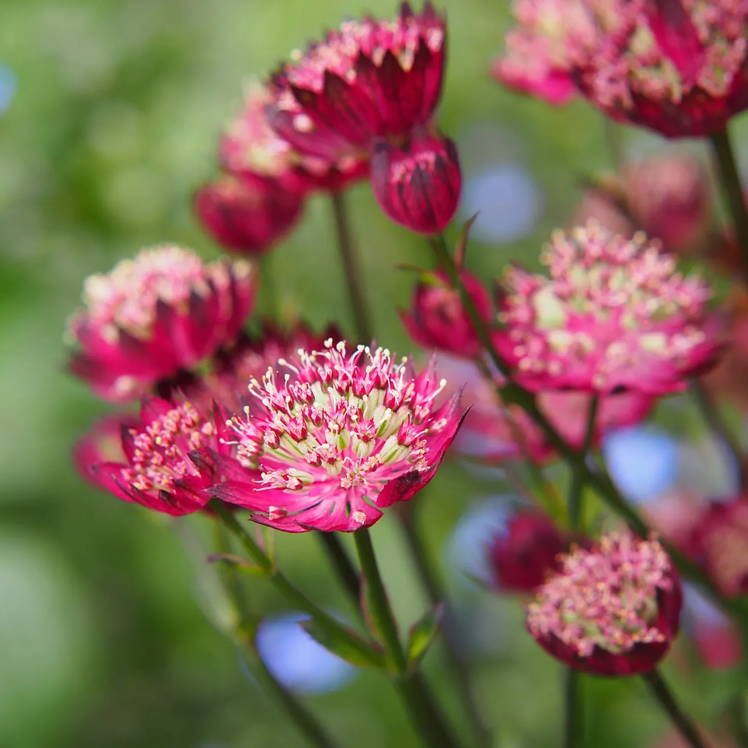 Sterndolde ‘Moulin Rouge’ - Tiefrote Blüten, zart wie Spitze